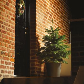 Kaukaasia nulg Abies Nordmanniana 80-100 cm