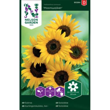 Harilik päevalill Moonwalker