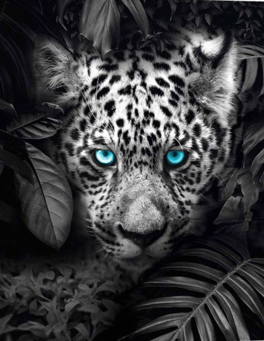 Sisustuspilt 84942 Blue Eyed Leopard 40 x 50 x 2 cm