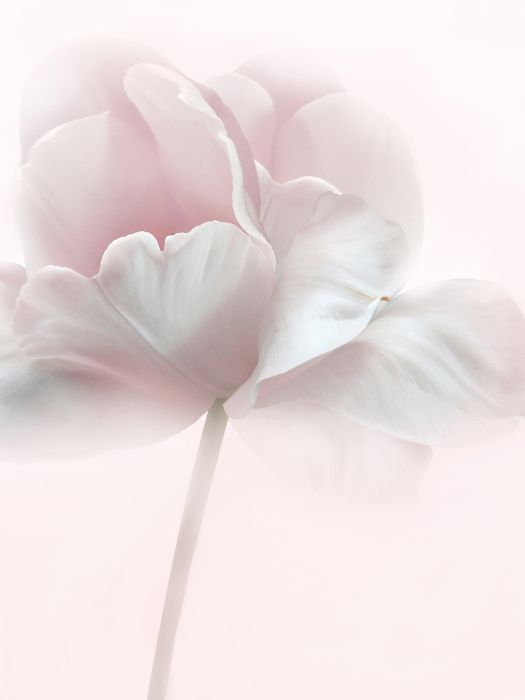 Poster Pink Tulip 30 x 40 cm