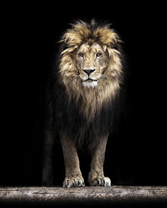 Sisustuspilt Lion 40 x 50 cm