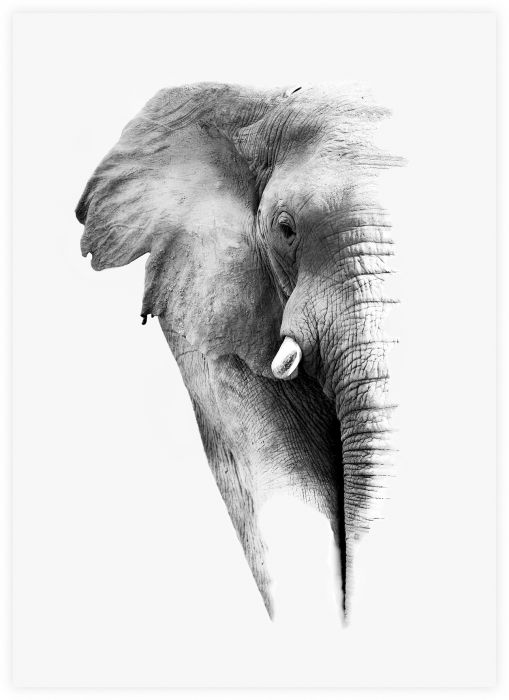 Sisustuspilt Elephant 50 x 70 cm