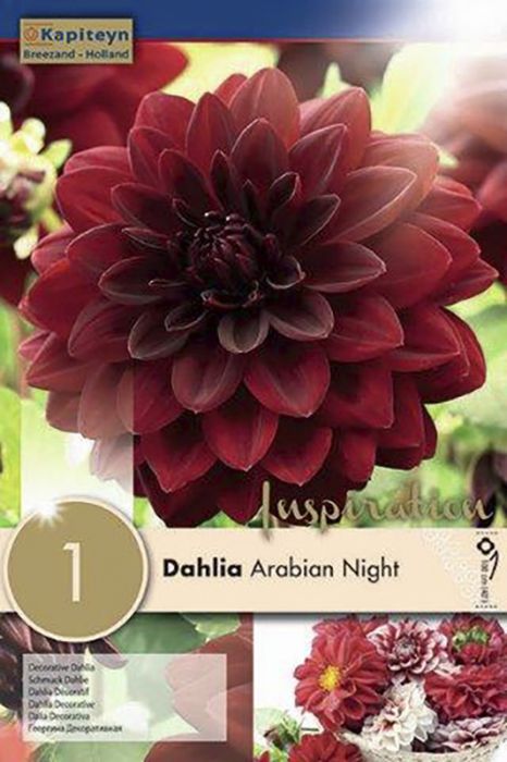 Daalia Arabian Night 1 tk