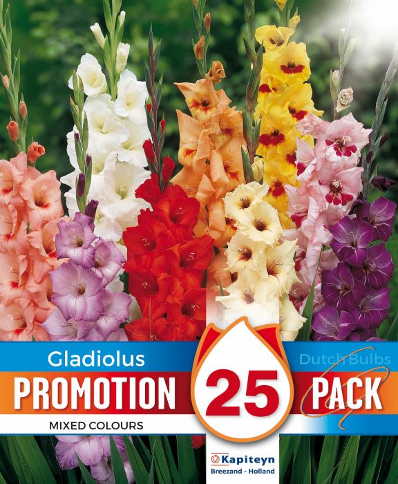Gladiooli Promotion mix