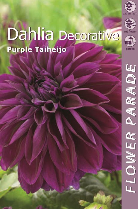 Daalia Decorative Purple 1 tk