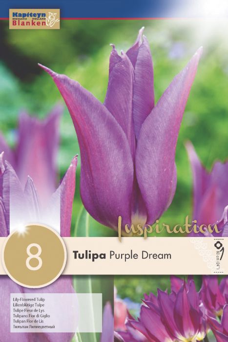 Tulp Purple Dream 8 tk