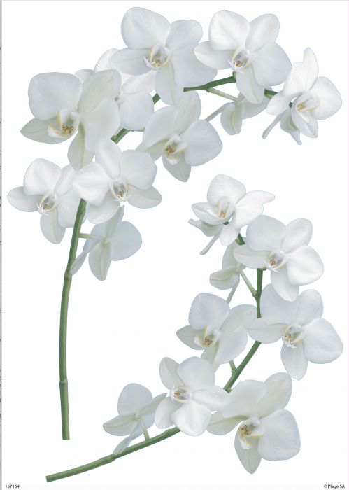 Sisustuskleebis Plage Orhidee 29,7 x 21 cm, 2 tk