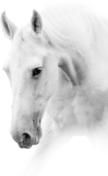Sisustuspilt White Horse 40 x 50 cm