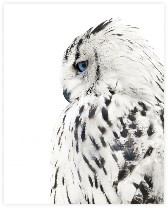 Sisustuspilt Big Owl 40 x 50 cm
