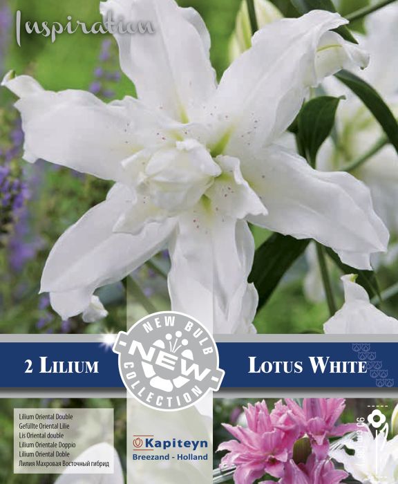 Idaliilia  Double Lotus White 2 tk