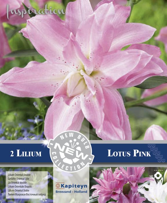 Idaliilia Double Lotus Pink 2 tk