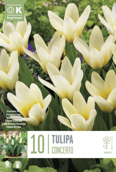 Tulp Concerto 10 tk
