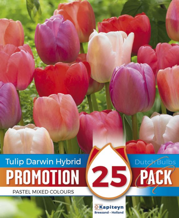 Tulbid Promotion Darwin Hybrid Pastel Mix 25 tk
