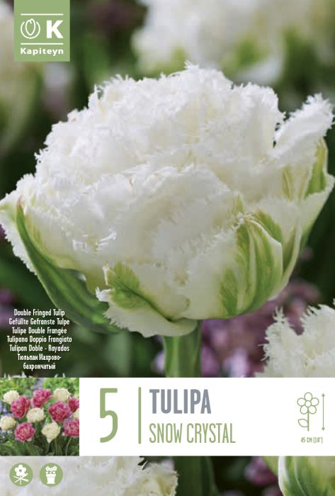 Tulp  Snow Crystal 5 tk
