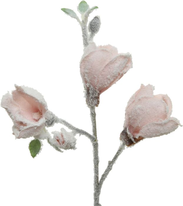 Dekoratiivoks magnolia 50 cm, roosa