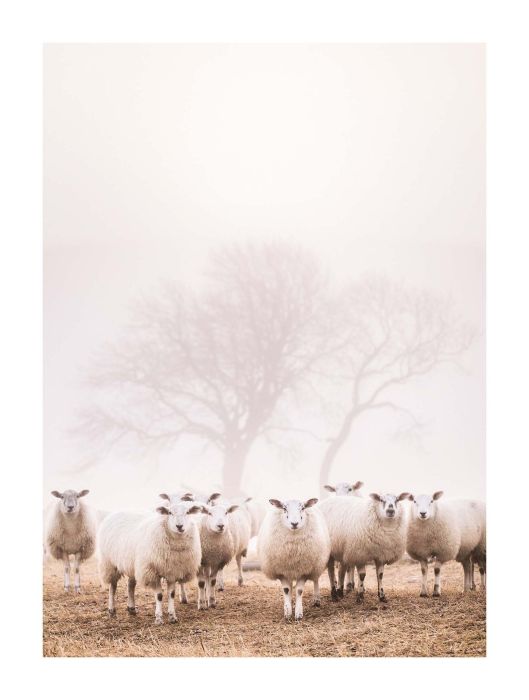 Sisustuspilt Reinders Slimframe Sheep in Field 30 x 30 cm
