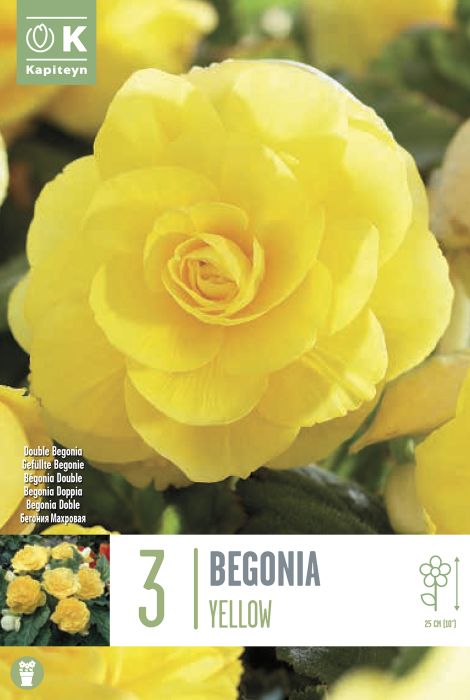 Begoonia  Double Yellow 3 tk
