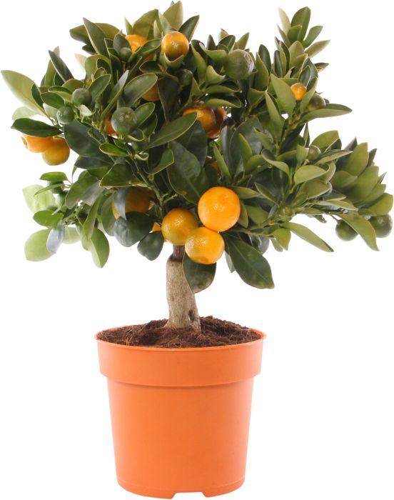 Tsitruse-ja oliivipuude valik Ø 14 cm