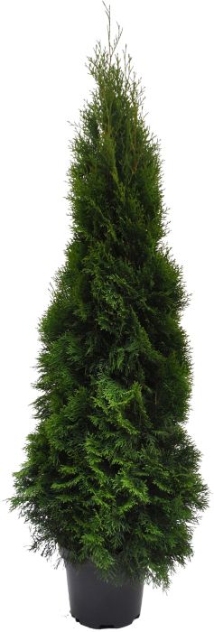 Harilik elupuu Smaragd Ø 31 cm