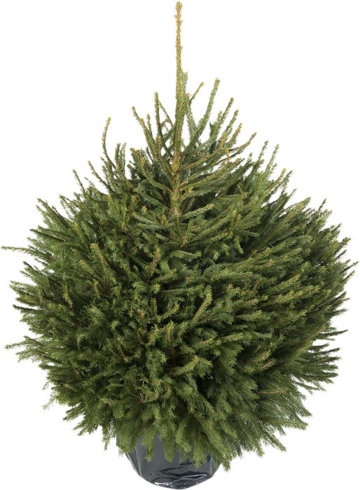 Harilik kuusk Picea Abies 80-100 cm