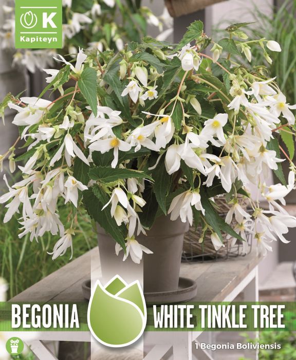 Boliivia begoonia White 1 tk