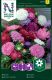 Hiina aedaster Dwarf chrysanthemum mix
