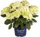 Hortensia Magical Ø 23 cm
