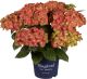 Hortensia Magical Ø 23 cm