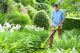 Akutrimmer Ryobi ONE+ RLT183225F