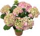 Terrassihortensia Ø 23 cm