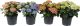 Terrassihortensia Ø 23 cm