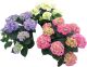 Terrassihortensia Ø 23 cm