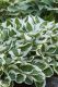 Hosta Francee