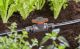 Sulgurventiil Gardena Micro-Drip 13 mm