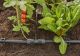 T-ühendusliikmik Gardena Micro-Drip 1/2” – 3/16