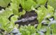 T-ühendusliikmik Gardena Micro-Drip 1/2