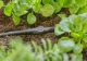 Ühendusliitmik Gardena Micro-Drip 4,6 mm