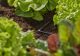 L-liitmik Micro-Drip Gardena 4,6 mm