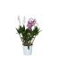 Dendroobium Berry Oda 4-vart Ø 12 cm