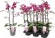 Kuuking Multiflora Special Ø 12 cm, 2-vart