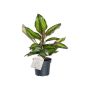 Tiigerlehik Calathea Beauty Star Ø 11 cm