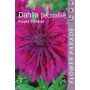 Daalia Decorative Purple 1 tk