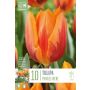 Tulp Printses Irene 10 tk