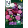 Hiina aedaster Dwarf chrysanthemum mix