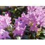 Rododendron valik Ø 21 cm