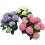 Terrassihortensia Ø 23 cm