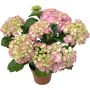 Terrassihortensia Ø 23 cm
