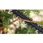 Akuhekilõikur Bosch EasyHedgeCut 18V 44-11 2Ah