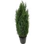 Kalifornia ebaküpress Lawsoniana  Ø 21 cm