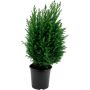 Kalifornia ebaküpress Ellwoodii Ø 13 cm